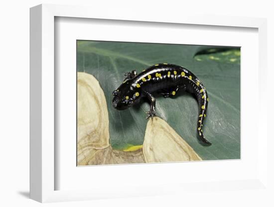 Ambystoma Maculatum (Spotted Salamander)-Paul Starosta-Framed Photographic Print