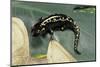 Ambystoma Maculatum (Spotted Salamander)-Paul Starosta-Mounted Photographic Print