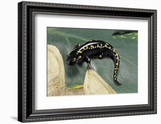 Ambystoma Maculatum (Spotted Salamander)-Paul Starosta-Framed Photographic Print