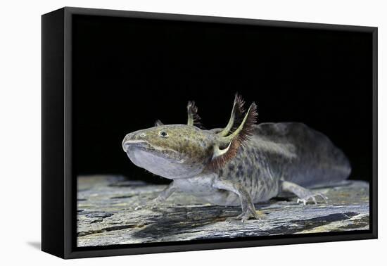 Ambystoma Mexicanum (Axolotl)-Paul Starosta-Framed Premier Image Canvas