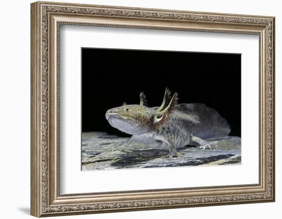 Ambystoma Mexicanum (Axolotl)-Paul Starosta-Framed Photographic Print