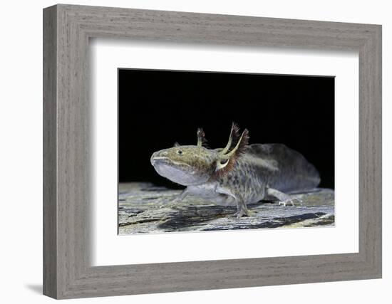 Ambystoma Mexicanum (Axolotl)-Paul Starosta-Framed Photographic Print