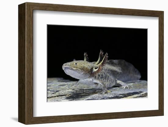 Ambystoma Mexicanum (Axolotl)-Paul Starosta-Framed Photographic Print