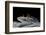 Ambystoma Mexicanum (Axolotl)-Paul Starosta-Framed Photographic Print