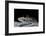 Ambystoma Mexicanum (Axolotl)-Paul Starosta-Framed Photographic Print