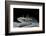 Ambystoma Mexicanum (Axolotl)-Paul Starosta-Framed Photographic Print