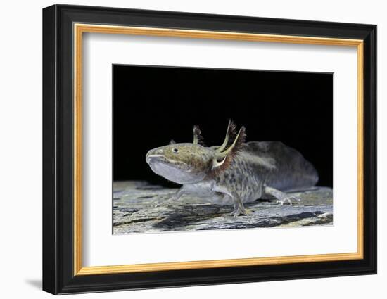 Ambystoma Mexicanum (Axolotl)-Paul Starosta-Framed Photographic Print