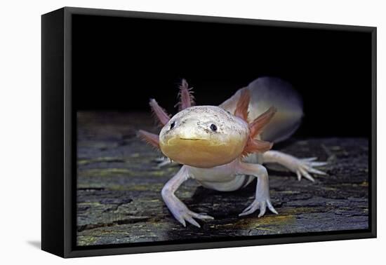 Ambystoma Mexicanum F. Leucistic (Axolotl)-Paul Starosta-Framed Premier Image Canvas