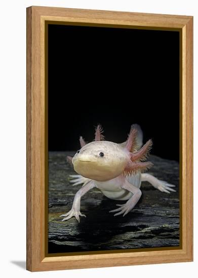 Ambystoma Mexicanum F. Leucistic (Axolotl)-Paul Starosta-Framed Premier Image Canvas