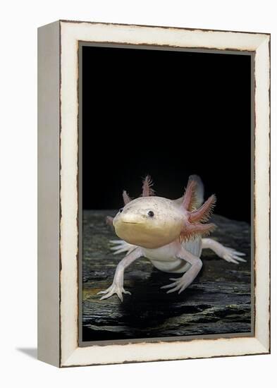 Ambystoma Mexicanum F. Leucistic (Axolotl)-Paul Starosta-Framed Premier Image Canvas