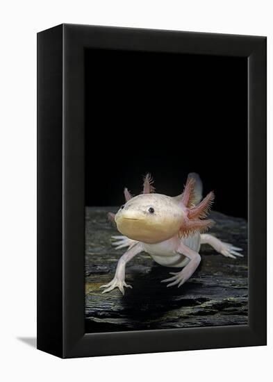 Ambystoma Mexicanum F. Leucistic (Axolotl)-Paul Starosta-Framed Premier Image Canvas