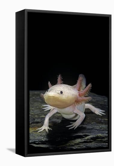 Ambystoma Mexicanum F. Leucistic (Axolotl)-Paul Starosta-Framed Premier Image Canvas