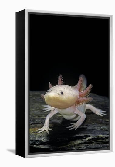 Ambystoma Mexicanum F. Leucistic (Axolotl)-Paul Starosta-Framed Premier Image Canvas