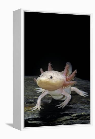 Ambystoma Mexicanum F. Leucistic (Axolotl)-Paul Starosta-Framed Premier Image Canvas