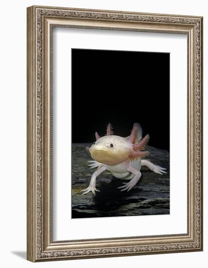 Ambystoma Mexicanum F. Leucistic (Axolotl)-Paul Starosta-Framed Photographic Print