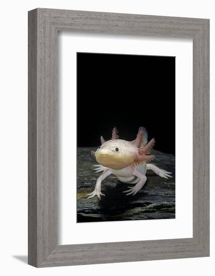 Ambystoma Mexicanum F. Leucistic (Axolotl)-Paul Starosta-Framed Photographic Print