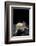 Ambystoma Mexicanum F. Leucistic (Axolotl)-Paul Starosta-Framed Photographic Print