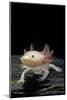 Ambystoma Mexicanum F. Leucistic (Axolotl)-Paul Starosta-Mounted Photographic Print