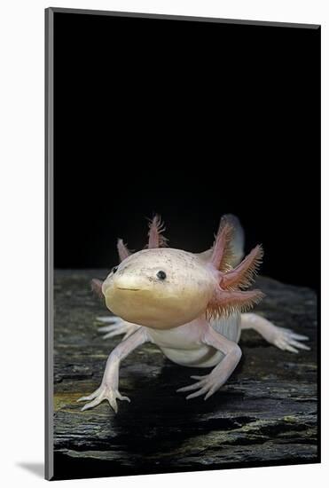 Ambystoma Mexicanum F. Leucistic (Axolotl)-Paul Starosta-Mounted Photographic Print