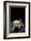 Ambystoma Mexicanum F. Leucistic (Axolotl)-Paul Starosta-Framed Photographic Print