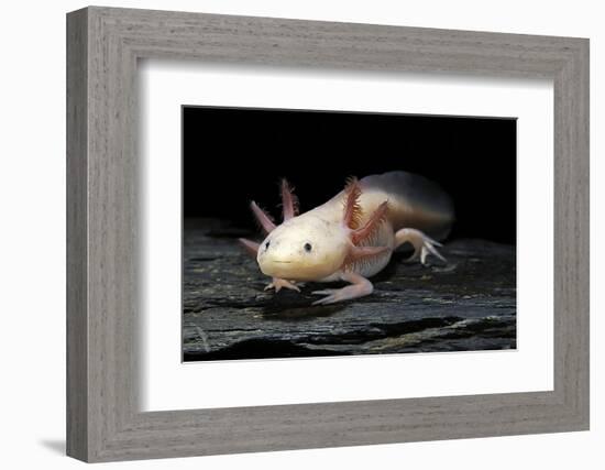 Ambystoma Mexicanum F. Leucistic (Axolotl)-Paul Starosta-Framed Photographic Print