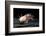 Ambystoma Mexicanum F. Leucistic (Axolotl)-Paul Starosta-Framed Photographic Print