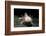 Ambystoma Mexicanum F. Leucistic (Axolotl)-Paul Starosta-Framed Photographic Print