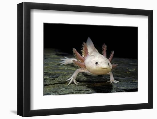 Ambystoma Mexicanum F. Leucistic (Axolotl)-Paul Starosta-Framed Photographic Print