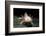 Ambystoma Mexicanum F. Leucistic (Axolotl)-Paul Starosta-Framed Photographic Print