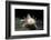 Ambystoma Mexicanum F. Leucistic (Axolotl)-Paul Starosta-Framed Photographic Print