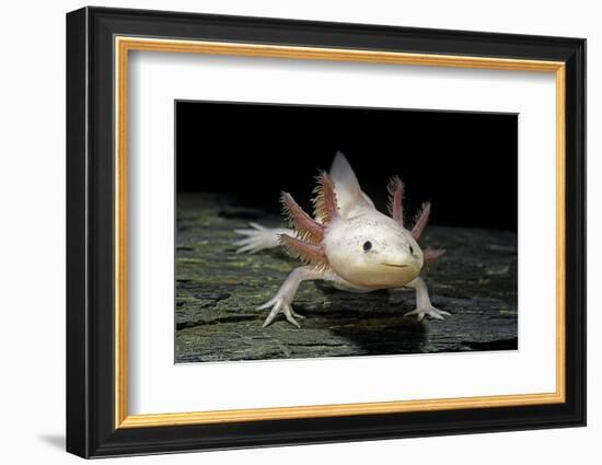 Ambystoma Mexicanum F. Leucistic (Axolotl)-Paul Starosta-Framed Photographic Print