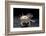 Ambystoma Mexicanum F. Leucistic (Axolotl)-Paul Starosta-Framed Photographic Print