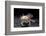 Ambystoma Mexicanum F. Leucistic (Axolotl)-Paul Starosta-Framed Photographic Print