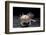 Ambystoma Mexicanum F. Leucistic (Axolotl)-Paul Starosta-Framed Photographic Print