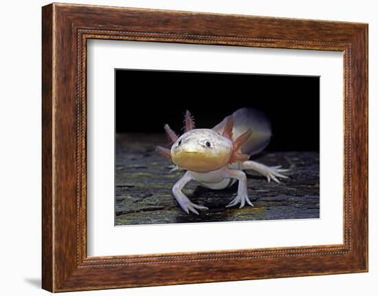 Ambystoma Mexicanum F. Leucistic (Axolotl)-Paul Starosta-Framed Photographic Print