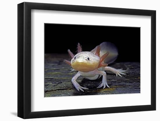 Ambystoma Mexicanum F. Leucistic (Axolotl)-Paul Starosta-Framed Photographic Print