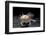 Ambystoma Mexicanum F. Leucistic (Axolotl)-Paul Starosta-Framed Photographic Print