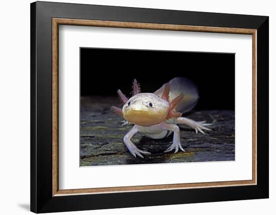 Ambystoma Mexicanum F. Leucistic (Axolotl)-Paul Starosta-Framed Photographic Print