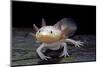 Ambystoma Mexicanum F. Leucistic (Axolotl)-Paul Starosta-Mounted Photographic Print