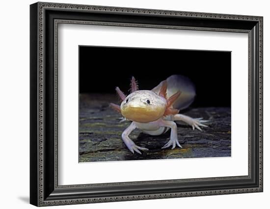 Ambystoma Mexicanum F. Leucistic (Axolotl)-Paul Starosta-Framed Photographic Print