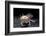 Ambystoma Mexicanum F. Leucistic (Axolotl)-Paul Starosta-Framed Photographic Print