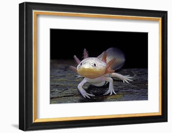 Ambystoma Mexicanum F. Leucistic (Axolotl)-Paul Starosta-Framed Photographic Print