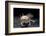 Ambystoma Mexicanum F. Leucistic (Axolotl)-Paul Starosta-Framed Photographic Print