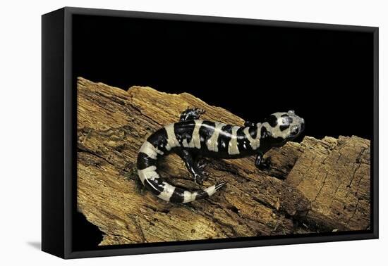 Ambystoma Opacum (Marbled Salamander)-Paul Starosta-Framed Premier Image Canvas