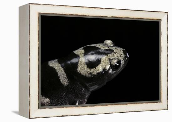 Ambystoma Opacum (Marbled Salamander)-Paul Starosta-Framed Premier Image Canvas
