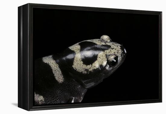 Ambystoma Opacum (Marbled Salamander)-Paul Starosta-Framed Premier Image Canvas