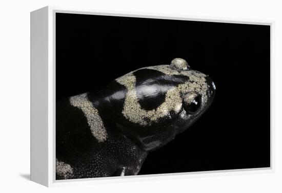 Ambystoma Opacum (Marbled Salamander)-Paul Starosta-Framed Premier Image Canvas