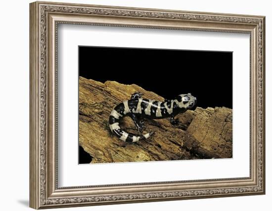 Ambystoma Opacum (Marbled Salamander)-Paul Starosta-Framed Photographic Print