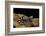 Ambystoma Opacum (Marbled Salamander)-Paul Starosta-Framed Photographic Print