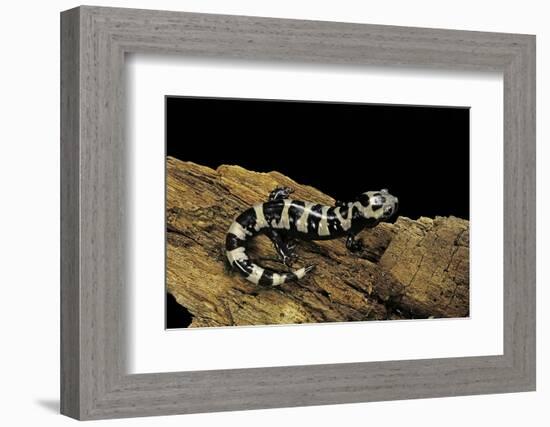 Ambystoma Opacum (Marbled Salamander)-Paul Starosta-Framed Photographic Print